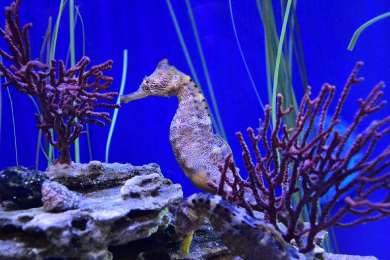 Giant-Pacific-Seahorse