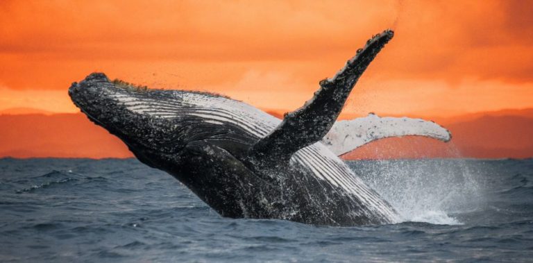 whales-are-superheroes-image-50-1-5mb
