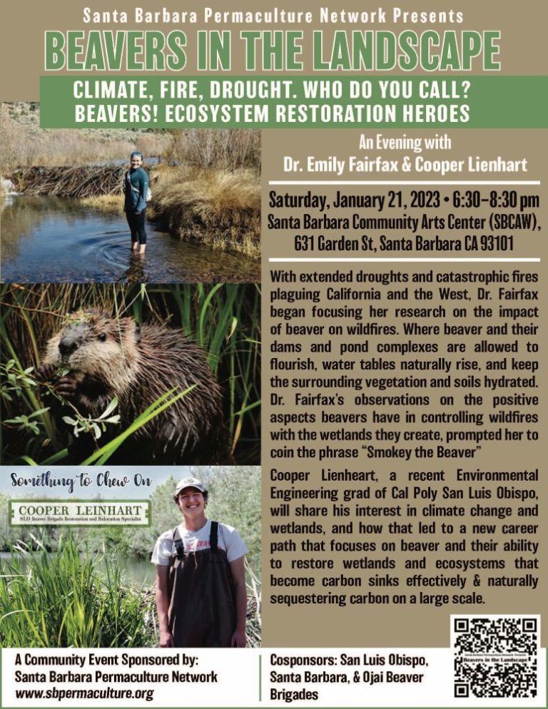 POSTER-Beaver-in-Landscape-812-11-0119-SB-Permaculture-4c-1-4