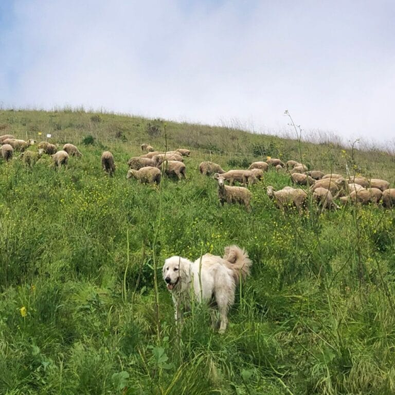 Sheep-with-Sierra-Credit-Elings-Park