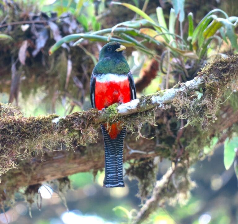 IMG_3699a-Collared-Trogon