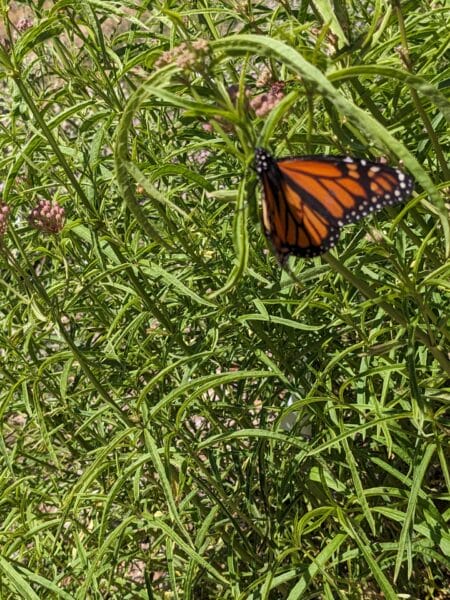 Habitat brings pollinators 