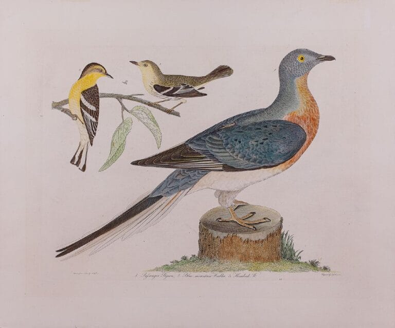 passenger-pigeon-by-wilson