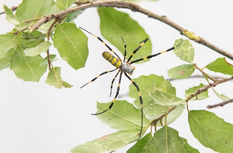 Joro-Spider-with-oak-leaves-for-scale-SBMNH