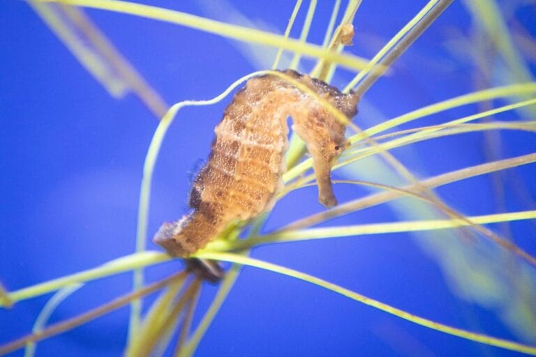 A-Giant-Pacific-Seahorse-at-the-Sea-Center