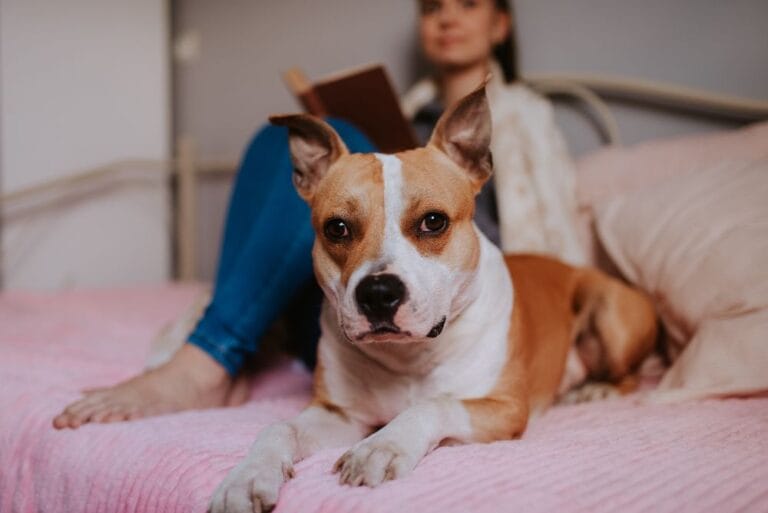 A,Beautiful,Brown,Dog,Is,Lying,On,The,Bed,Next