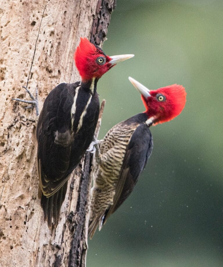 Pale-billed-Woodpeckers