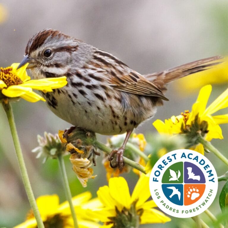 Birds-FA-Logo-2