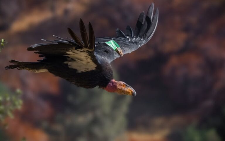 Condor_0774_20200729_0223_HiRes_ChrisTrent