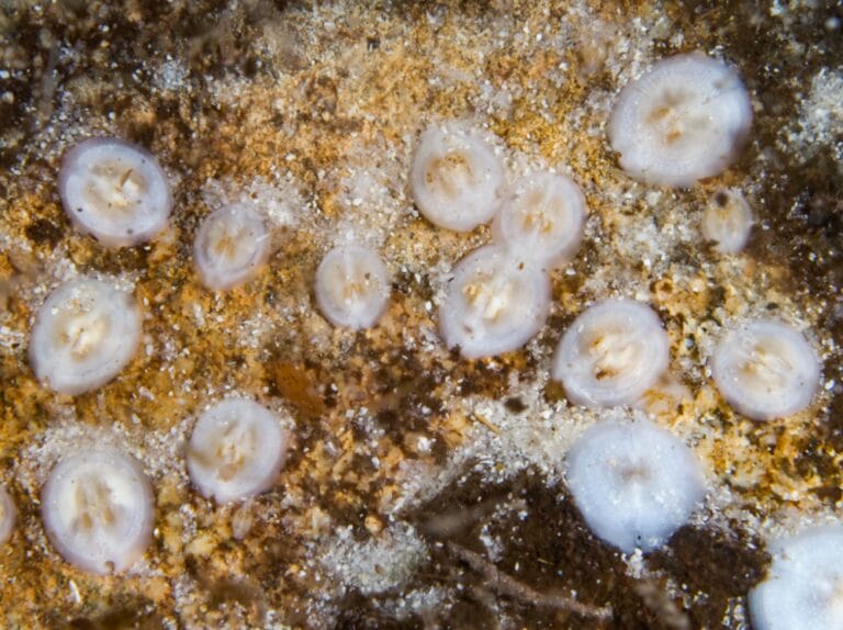 E-lunata-large-grouping-on-rock