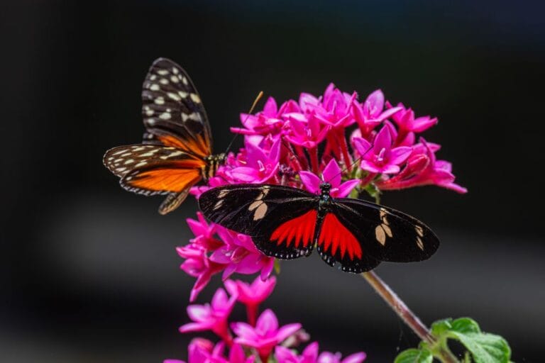 Two-Longwing-Bfly-20250612_PC-Gary-Robinson_forDAM