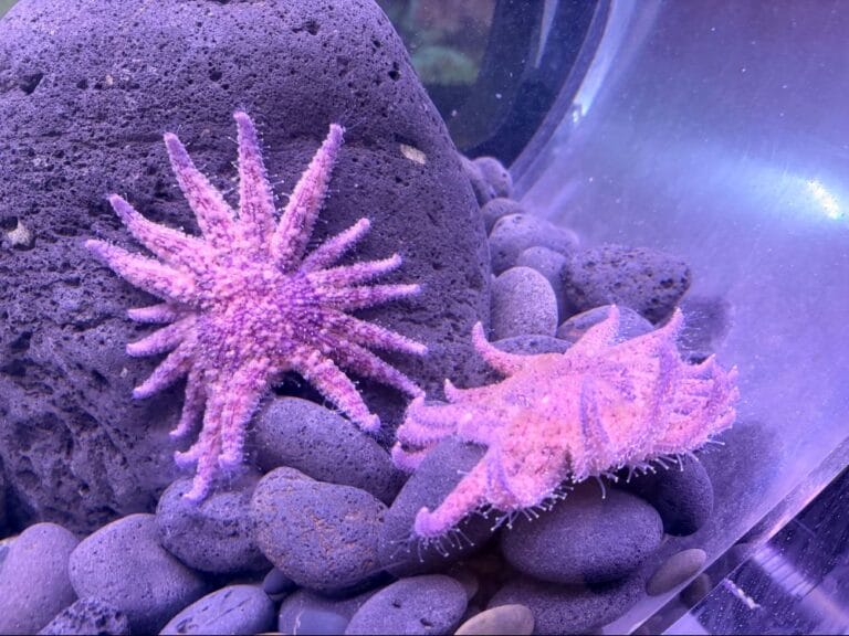 Sunflower-Stars-at-the-Sea-Center-by-Maxwell-Rudelic
