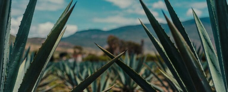 AdobeStock-515326180-1782924388-1350x545