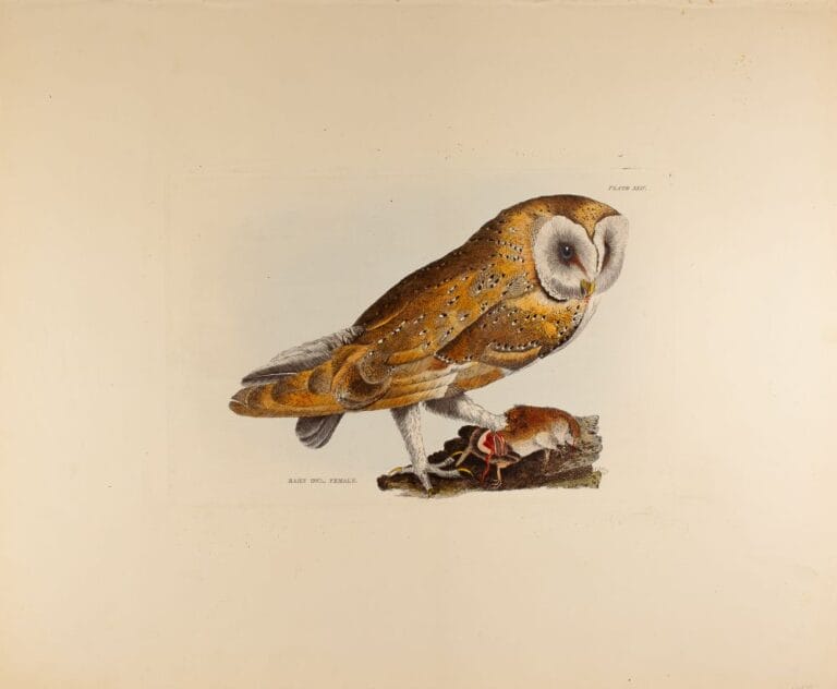 Prideaux-John-Selby-Barn-Owl-hand-colored-etching-from-Illustrations-of-British-Ornithology-1821–1834